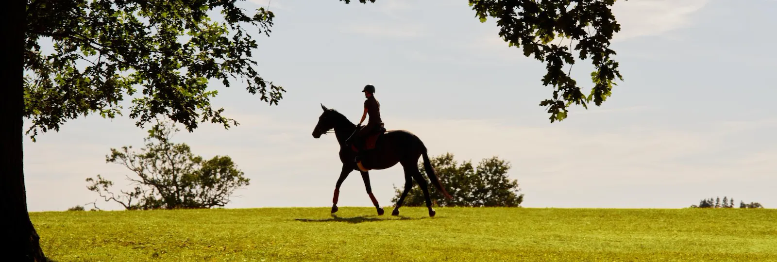 Coworth Park - Grounds - Equestrian - Landscape