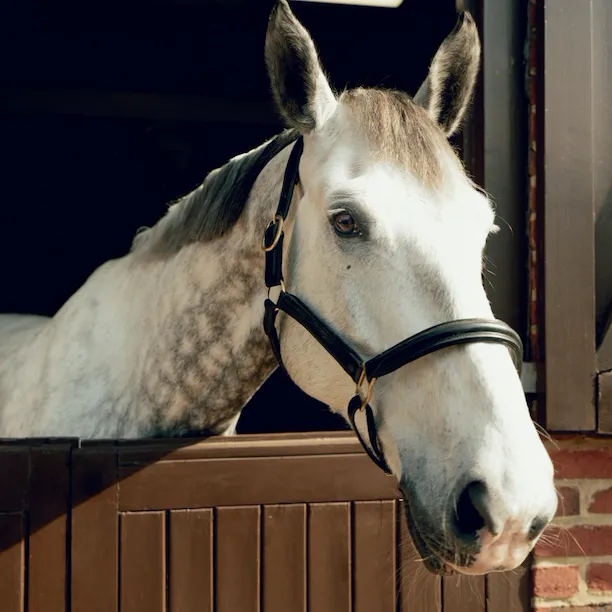 Coworth Park - Stables & Horses