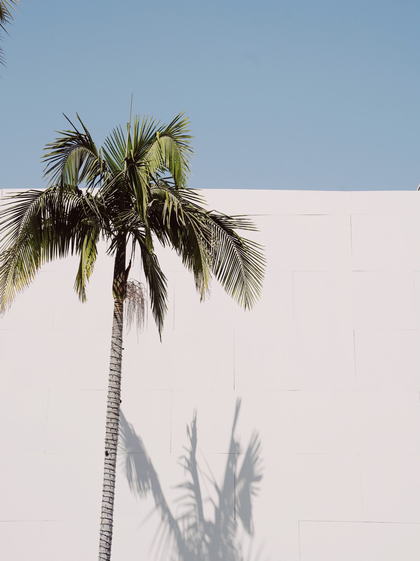 Rodeo Drive building with Palm Tree in Beverly Hills