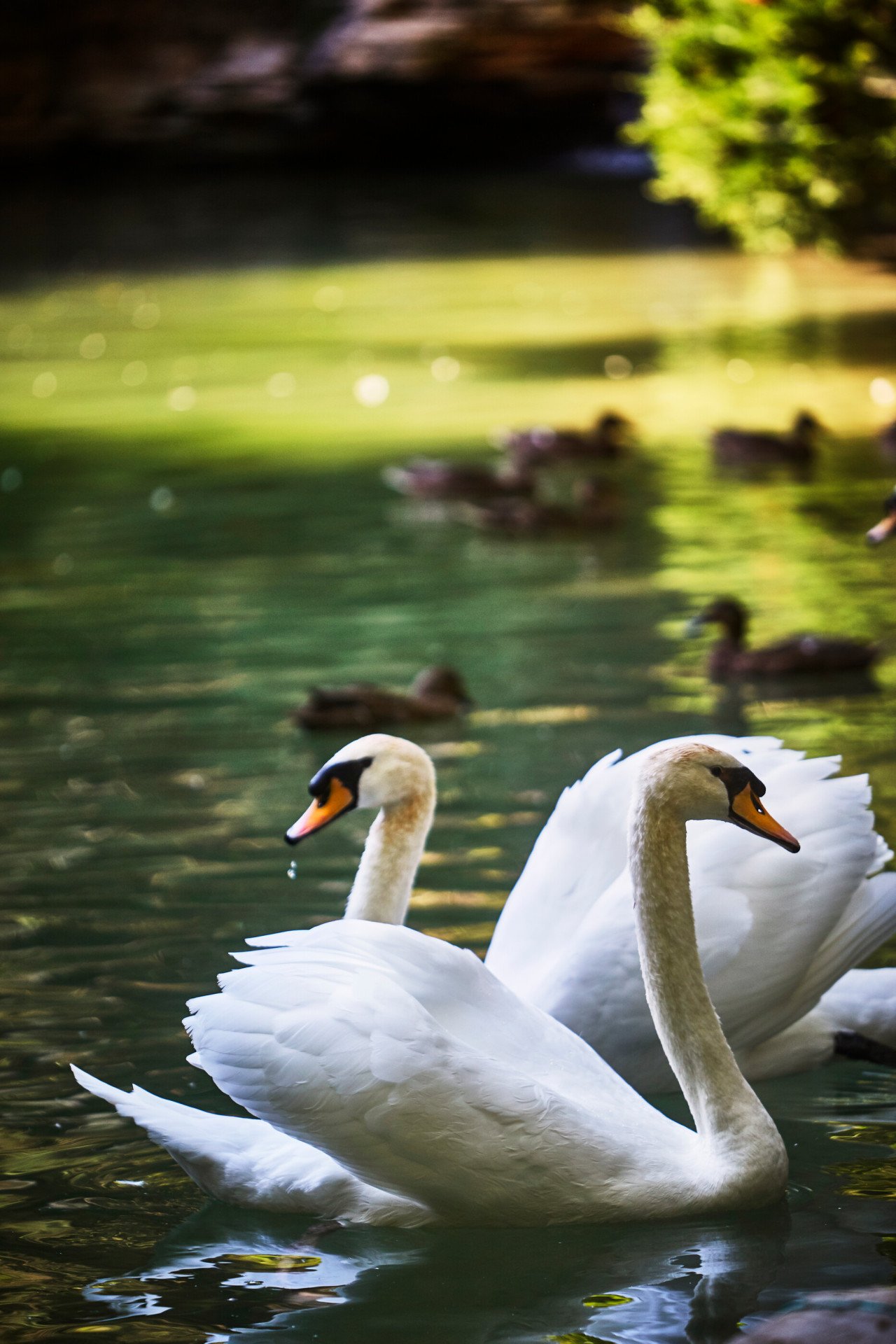 Magical swan lake, with resident swans and picturesque backdrop