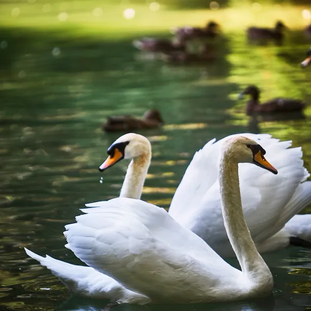 Magical swan lake, with resident swans and picturesque backdrop