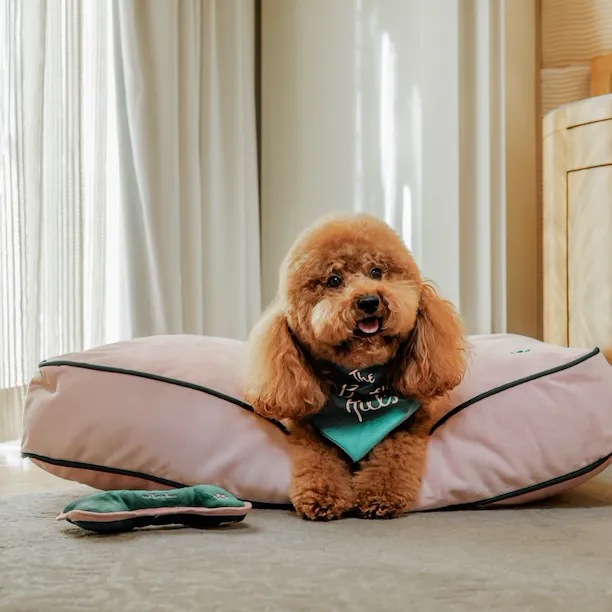 A happy dog resting on a pillow in a cozy, well-lit room with curtains and wooden furniture