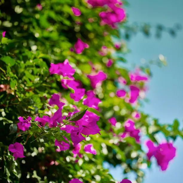 Bougainvillea blooming at Hotel Bel-Air