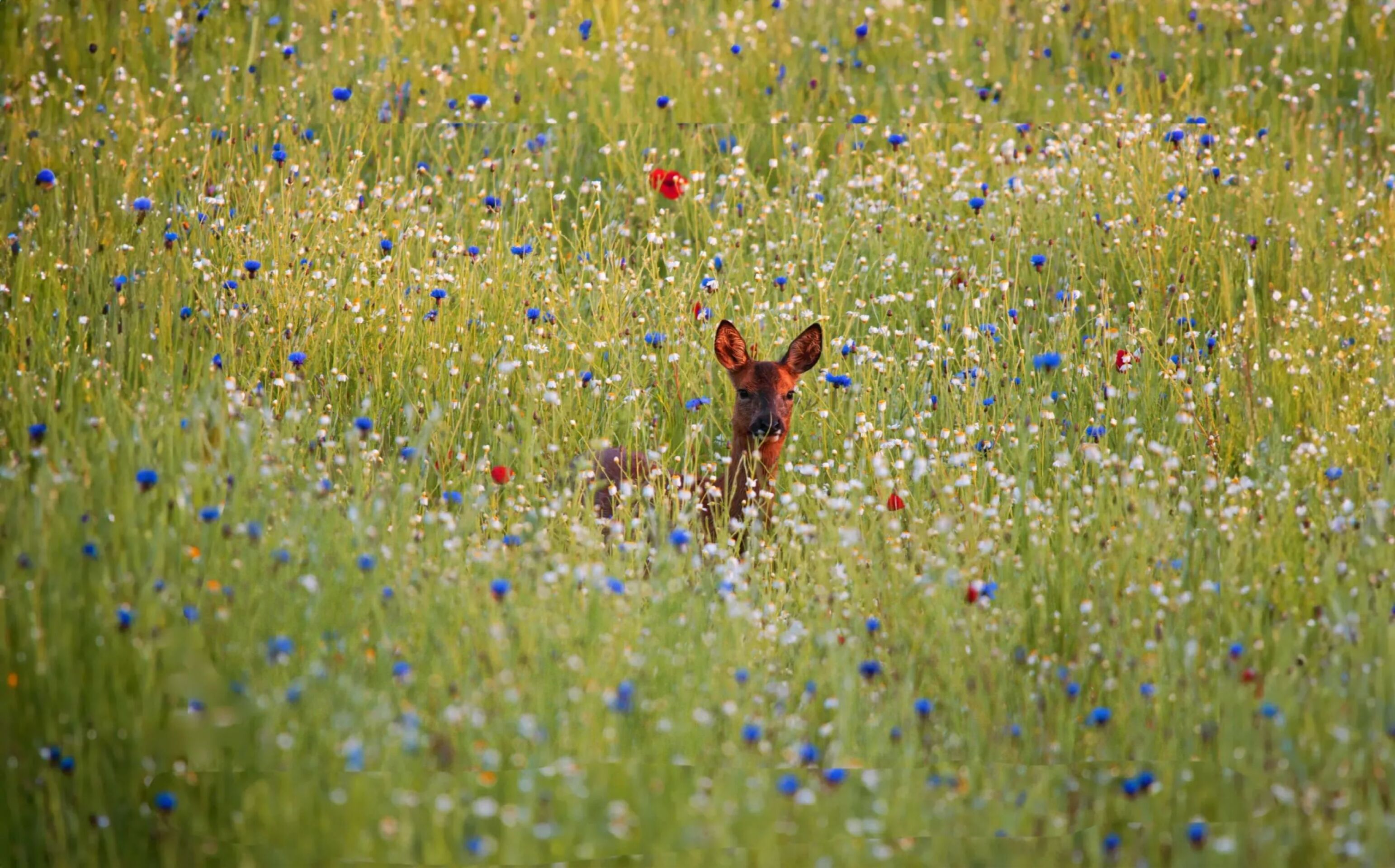 Coworth Park Deer in the Meadow in the afternoon sun 