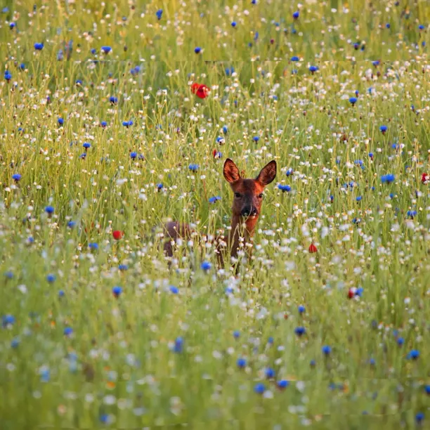 Coworth Park Deer in the Meadow in the afternoon sun