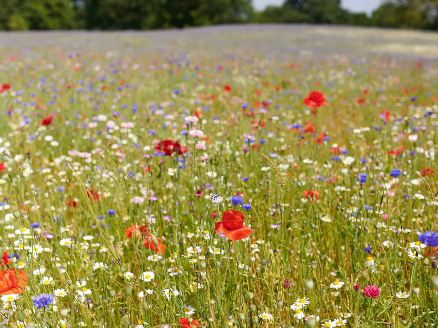 The Meadow at Coworth Park in the Summer