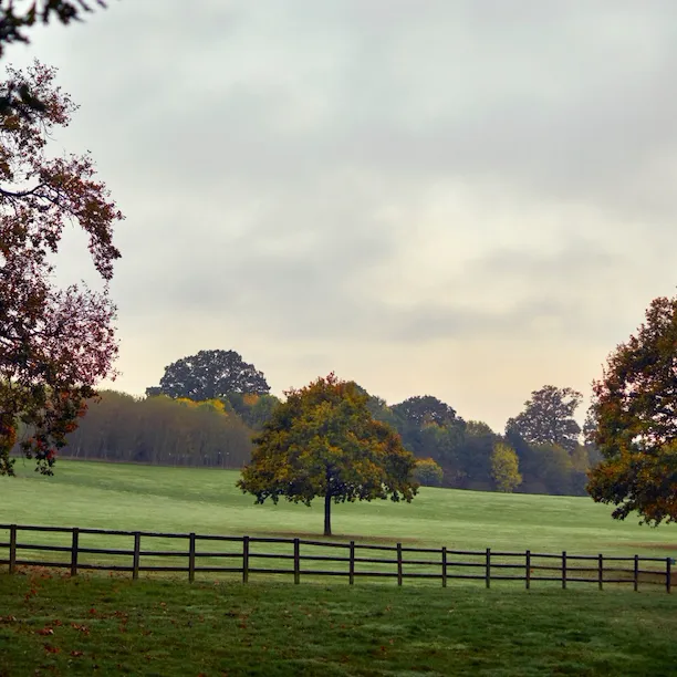 The grounds at Coworth Park in the autumn. Green fields and woodland trees