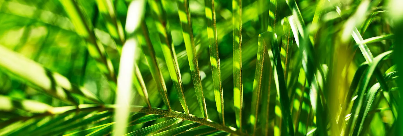 Palm in gardens of Bel-Air