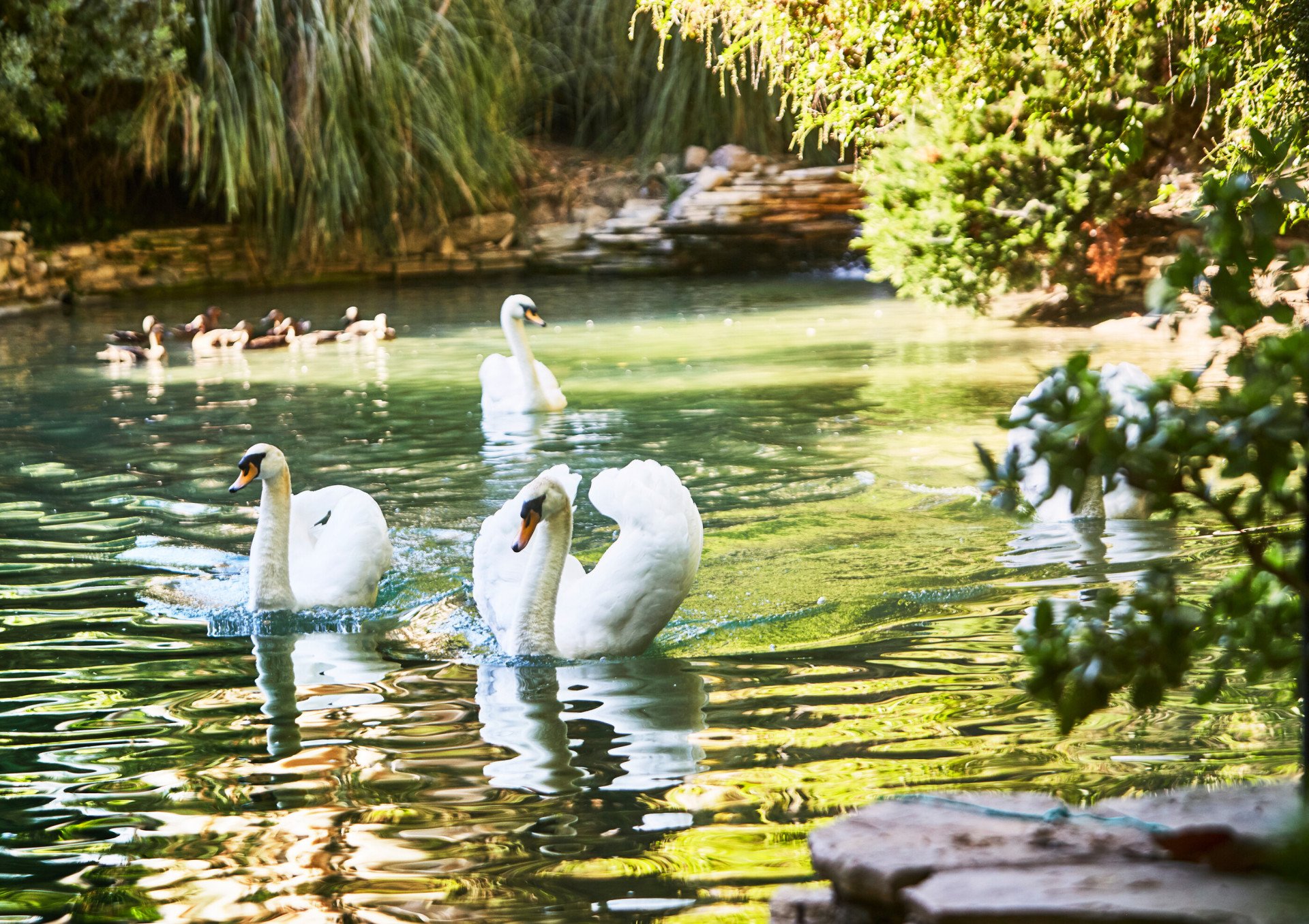 Magical swan lake, with resident swans and picturesque backdrop