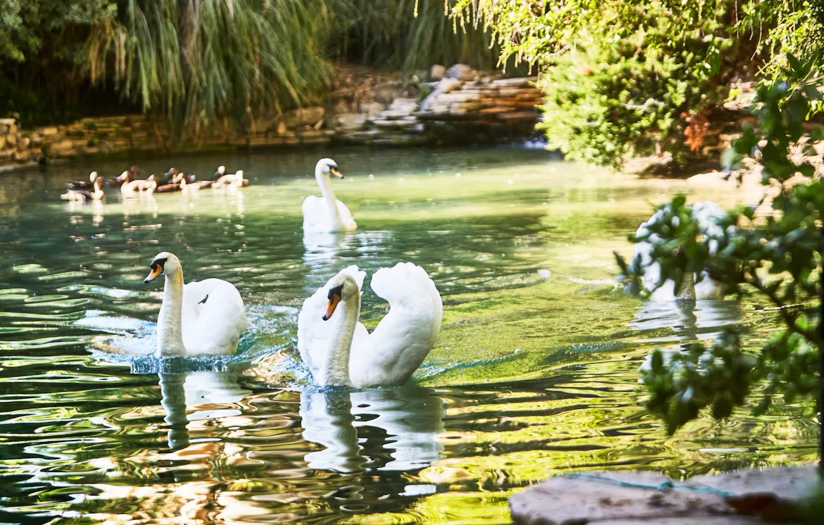 Magical swan lake, with resident swans and picturesque backdrop