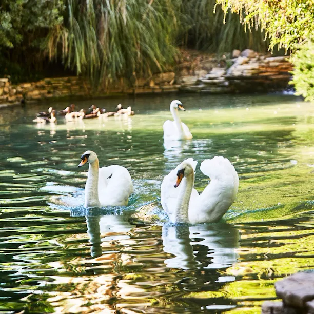 Magical swan lake, with resident swans and picturesque backdrop