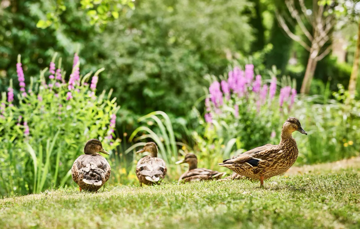 Coworth Park-Dower House-ducks-highres