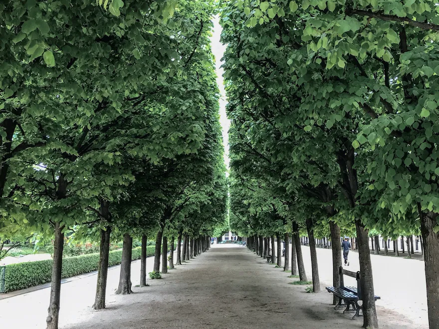 Allée de grands arbres verts dans les jardins du Palais Royal, Paris