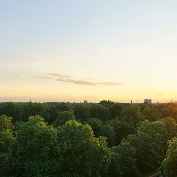 Sunset over lush green trees in a peaceful, natural setting with a calm, warm atmosphere