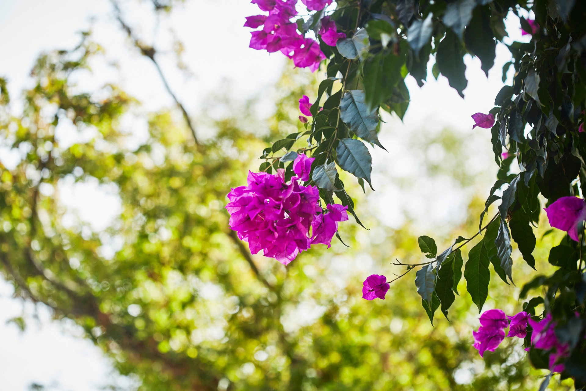Bougainvillea blooming at Hotel Bel-Air