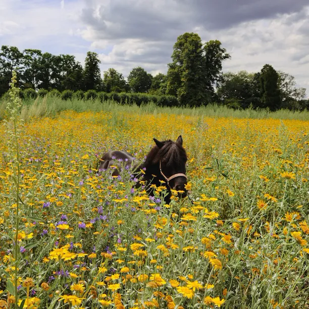 Coworth Park Shetland pony in meadow.