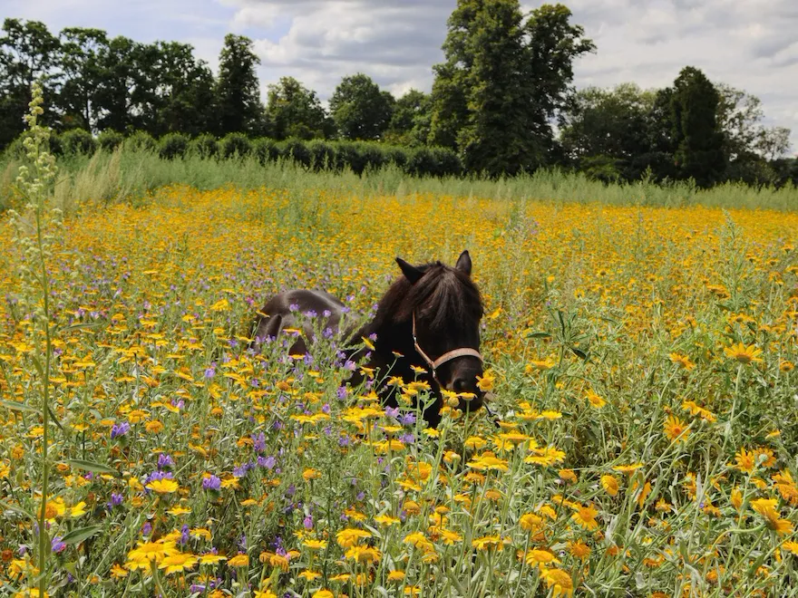 Coworth Park Shetland pony in meadow.