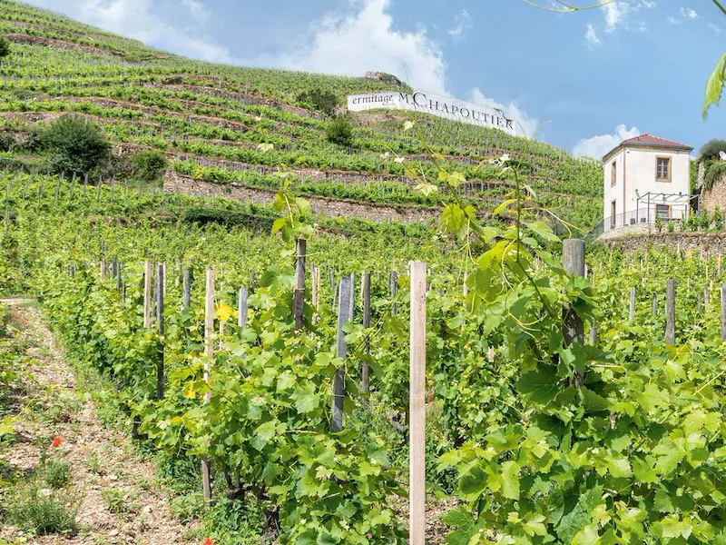 The vineyard of Maison Chapoutier