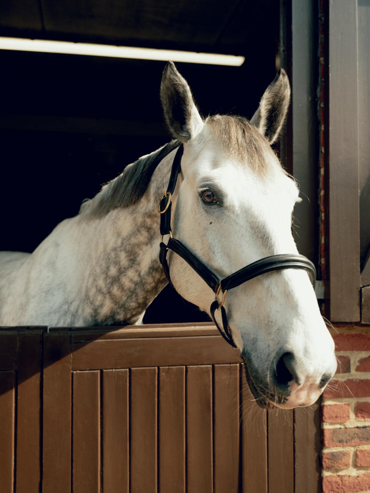 Coworth Park - Stables & Horses