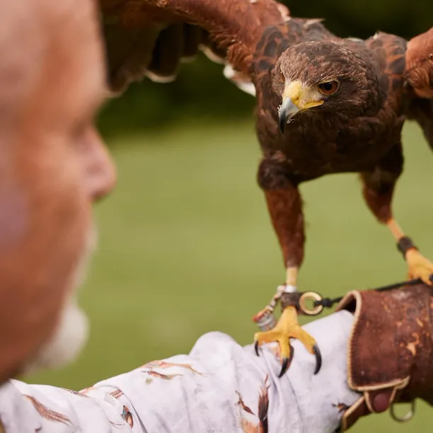 Falconry session at Coworth Park with a family in the meadow