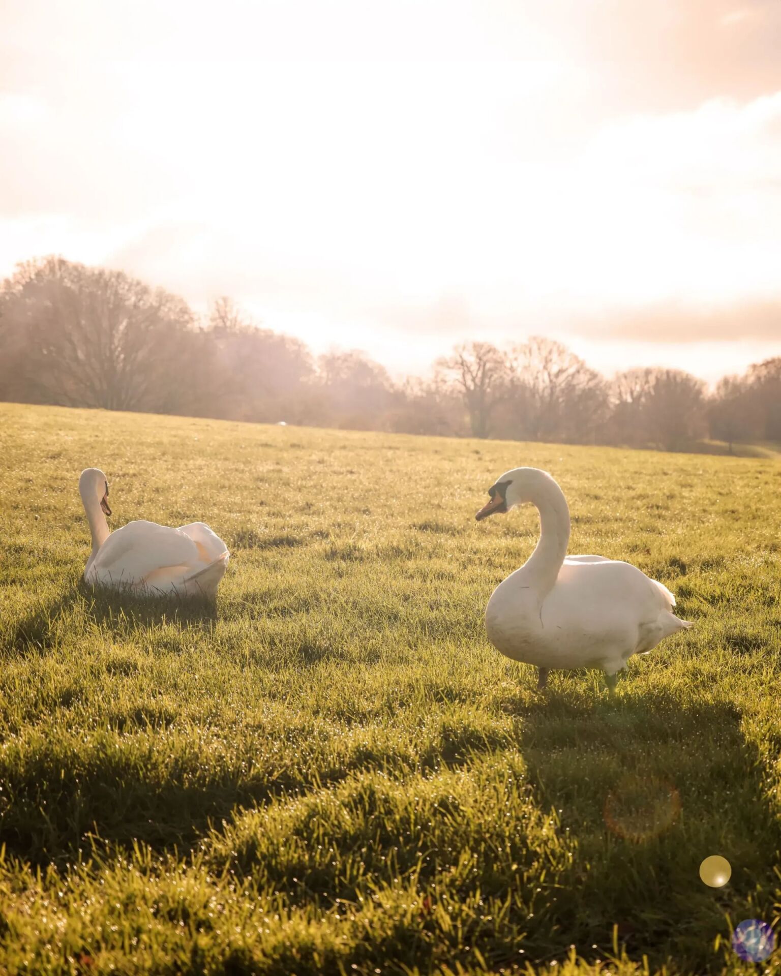 The wintery Grounds at Coworth Park in the glowing evening light 