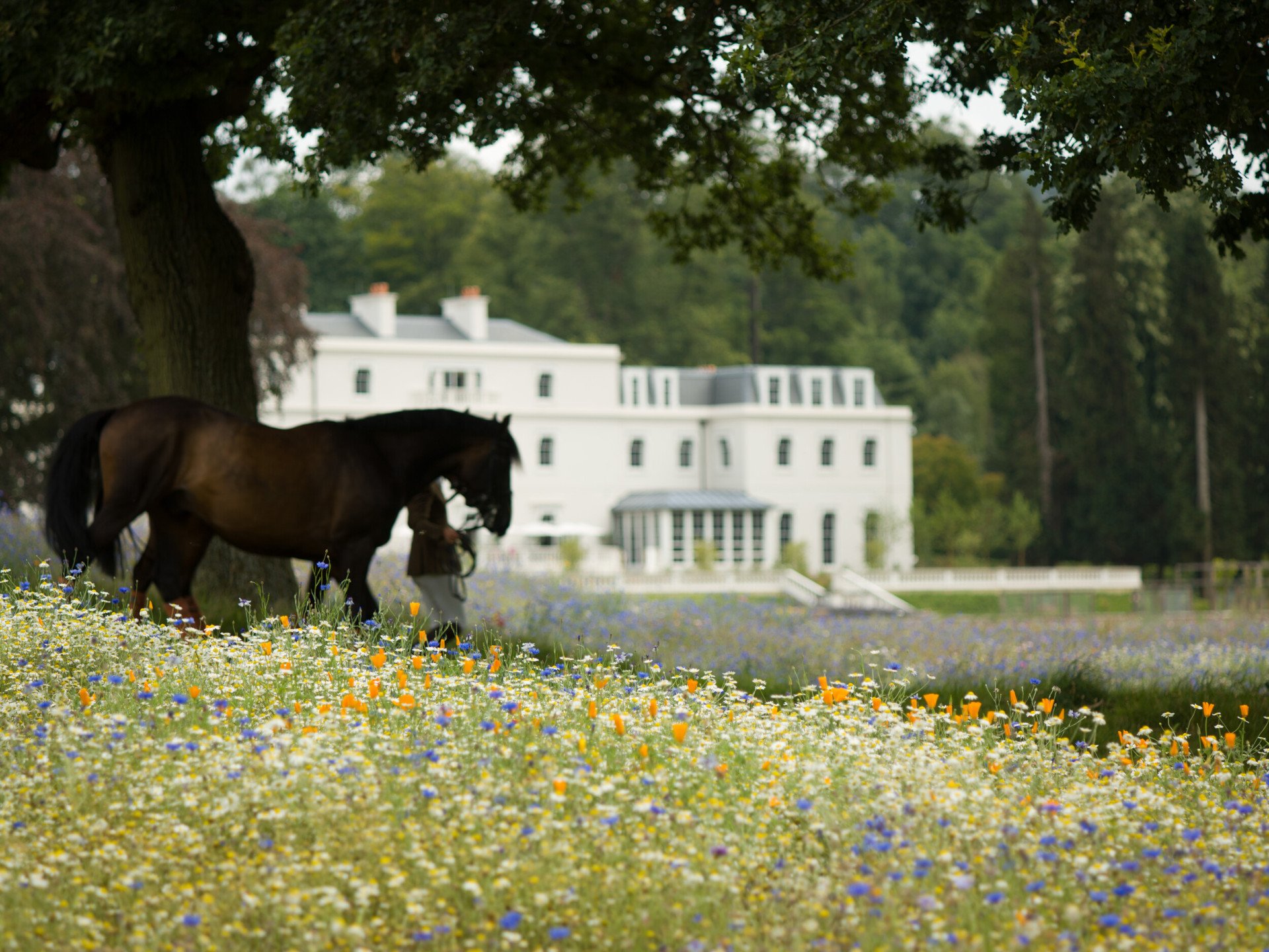 Horse in meadow at Coworth Park 