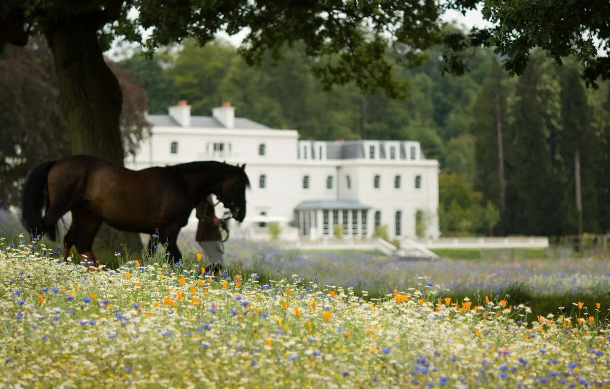 Horse in meadow at Coworth Park
