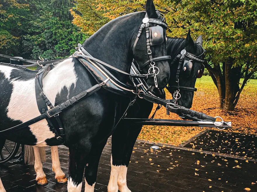 Horse Drawn Carriage at Coworth Park, Ascot.