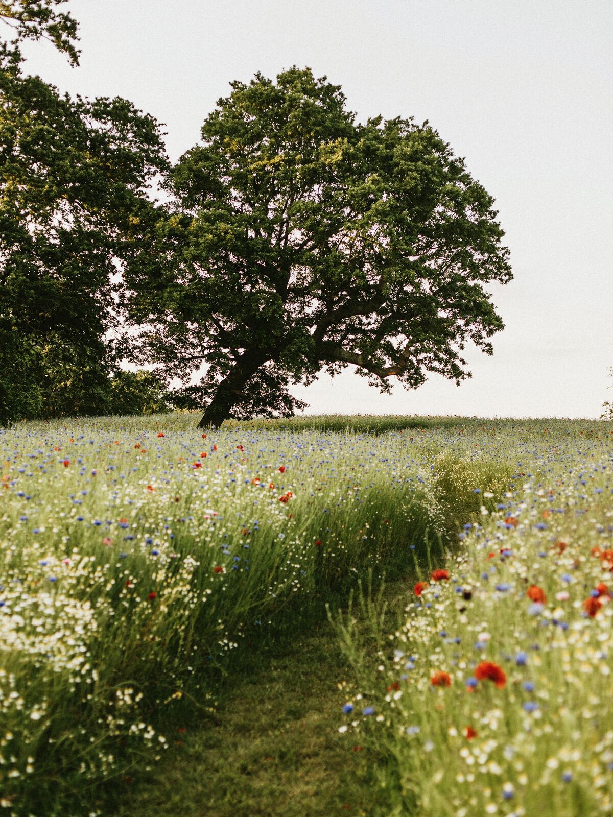 Grounds at Coworth Park 