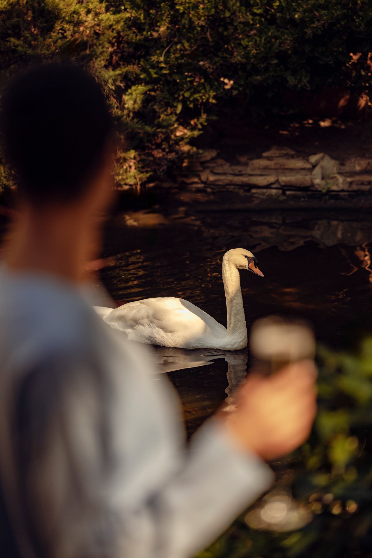 Person feeding a swan by the pond in a peaceful outdoor setting at sunset