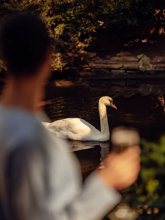Person feeding a swan by the pond in a peaceful outdoor setting at sunset
