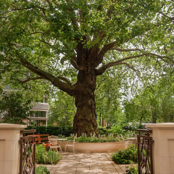 The Dorchester Gardens