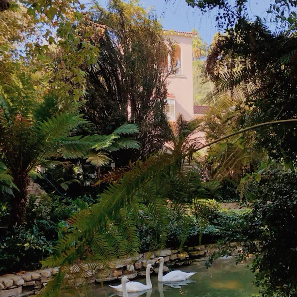 Swan Lake at Hotel Bel-Air