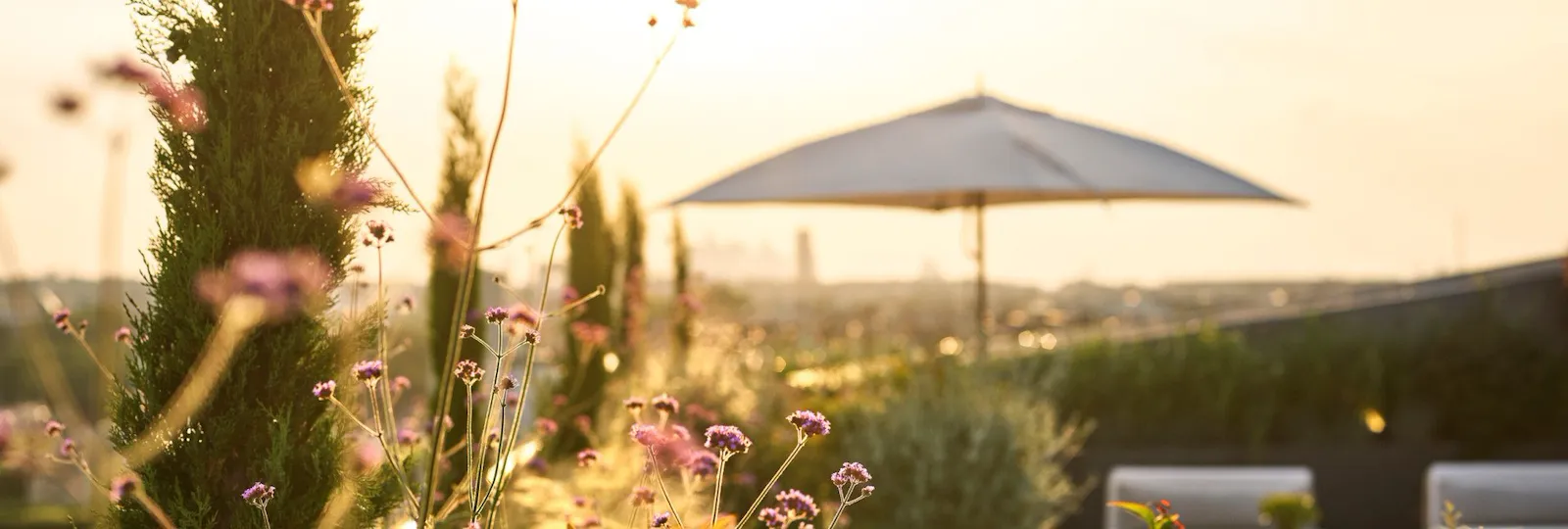 Vue du coucher de soleil avec une lumière douce et dorée illuminant les fleurs roses et la verdure au premier plan. Un grand parapluie ouvert crée une atmosphère sereine.