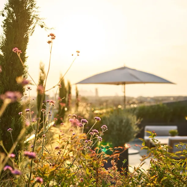 Vista do pôr do sol com uma luz suave e dourada iluminando flores cor-de-rosa e vegetação em primeiro plano. Um grande guarda-chuva aberto cria uma atmosfera serena.