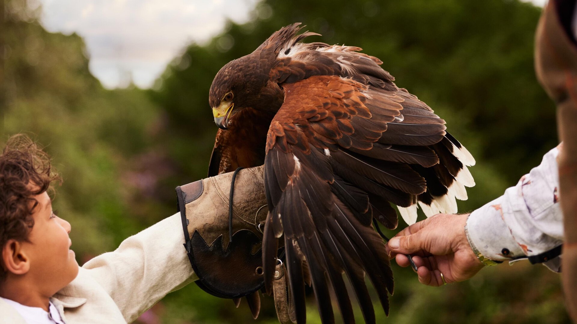 Falconry session at Coworth Park with a family in the meadow