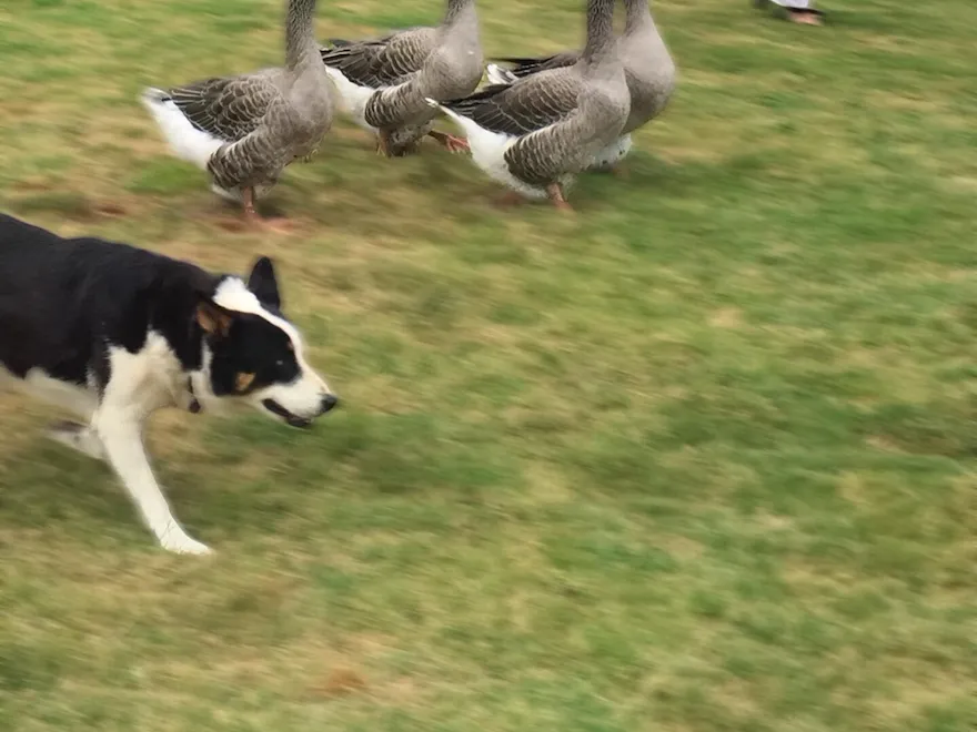 Activities at Coworth Park - sheep dog with ducks