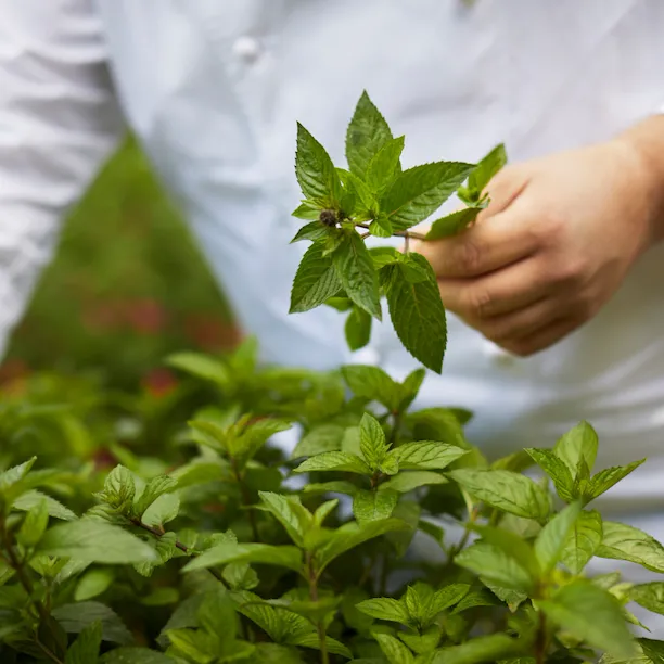 Coworth Park-Adam Smith-herb garden-picking mint-highres3