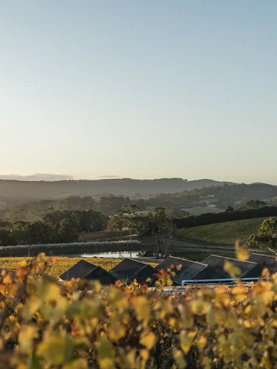 Shaw + Smith - Tasting Room