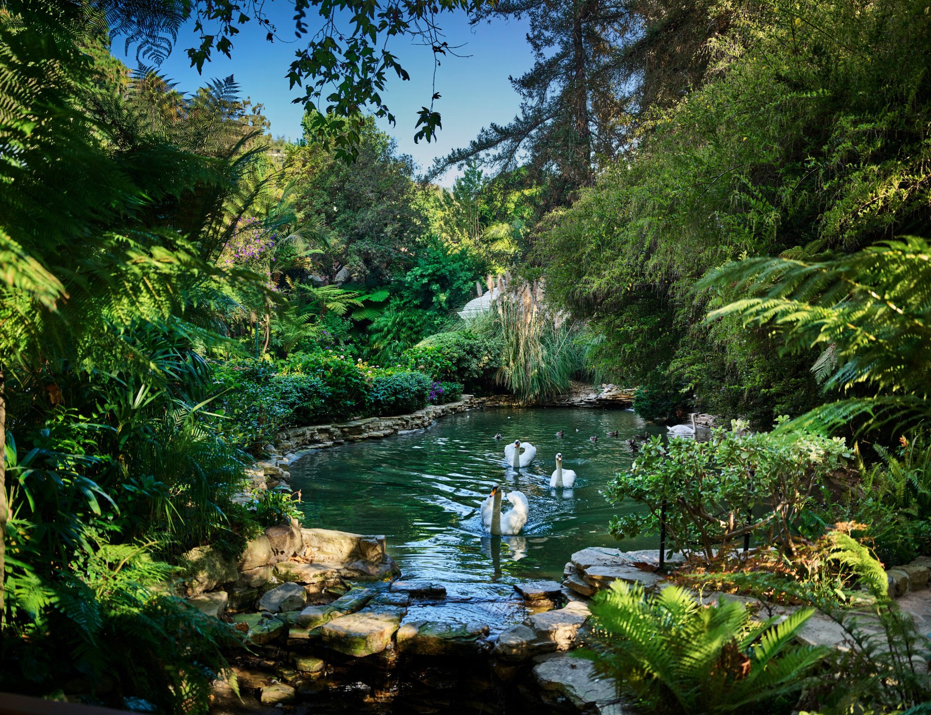 Magical swan lake, with resident swans and picturesque backdrop