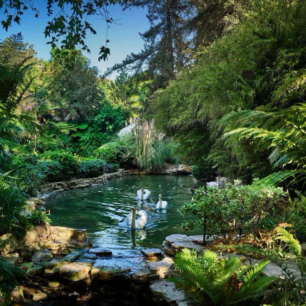 Magical swan lake, with resident swans and picturesque backdrop