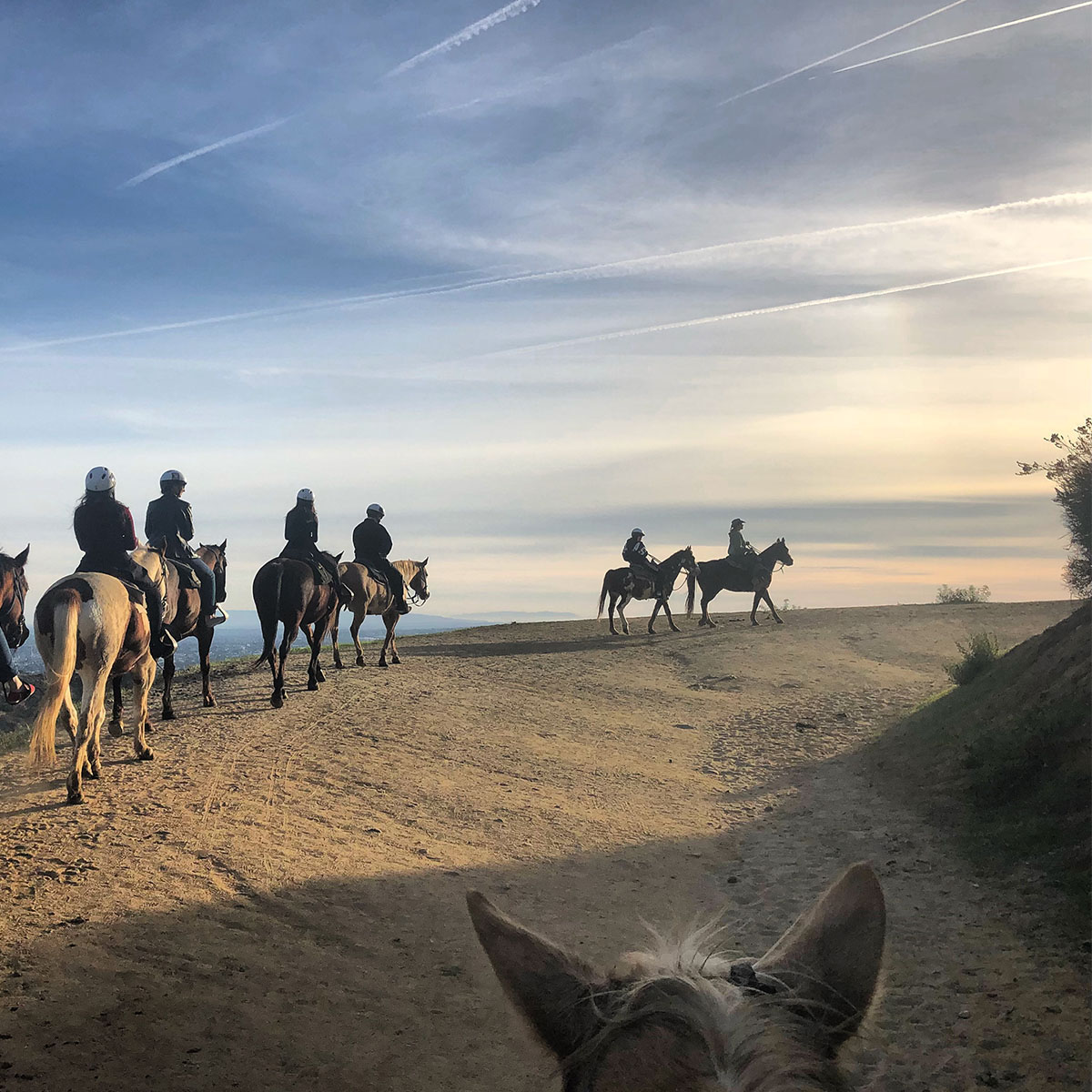 Horses at Sunset Ranch Hollywood photo by Rebecca Abad