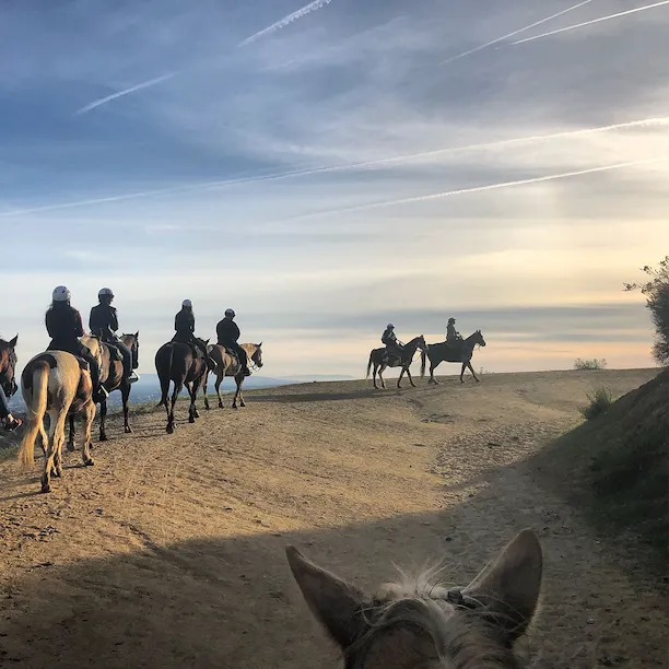 Horses at Sunset Ranch Hollywood photo by Rebecca Abad