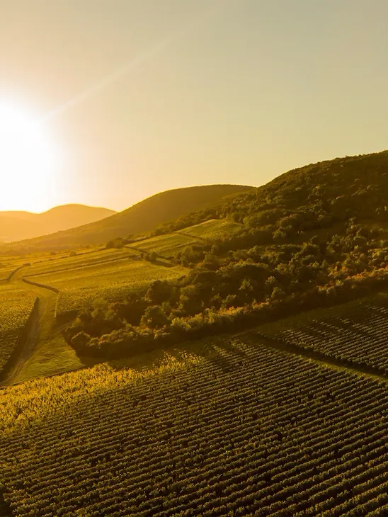 The fields of Tempos Vega Sicilia