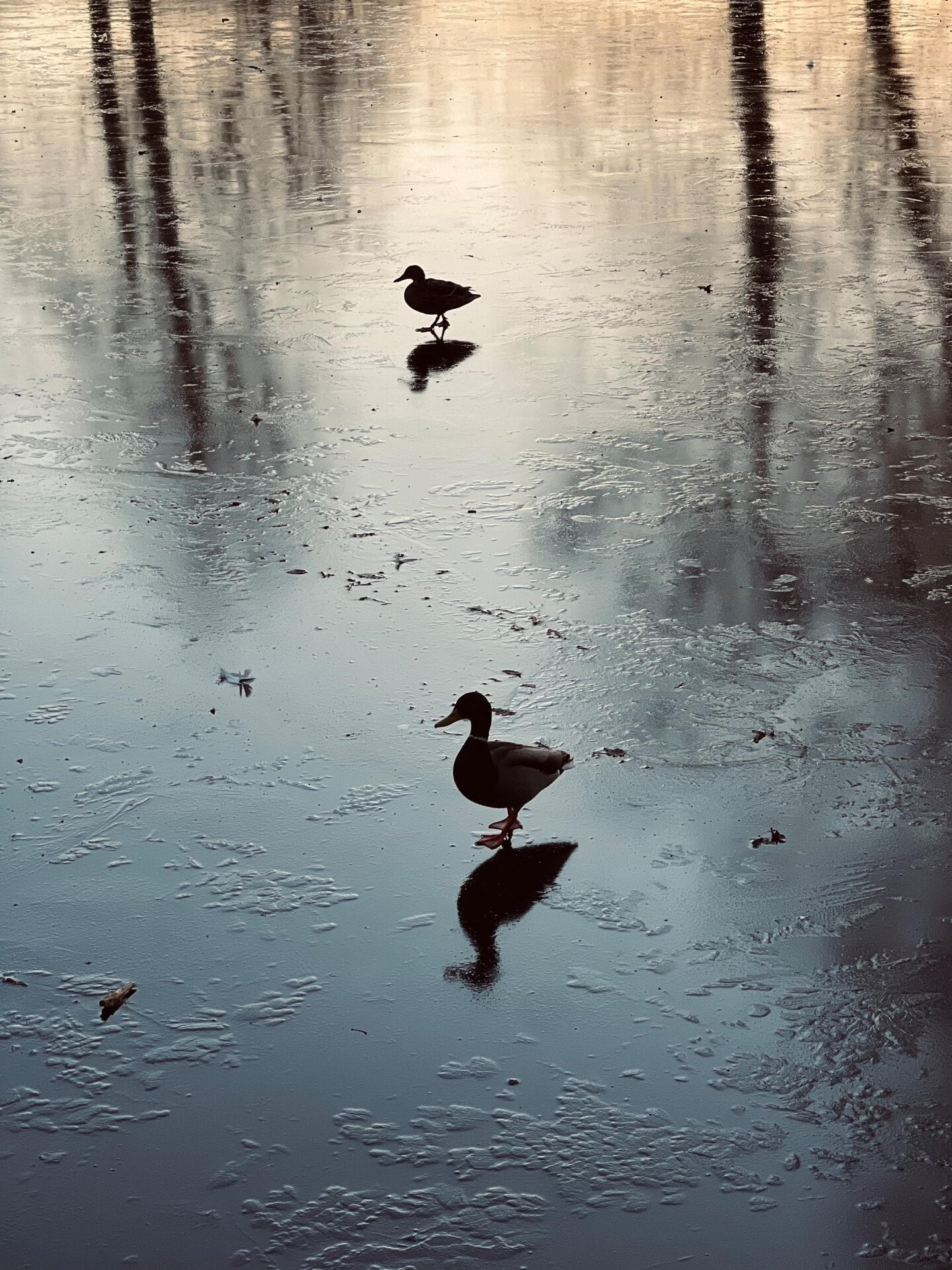 Festive time at Coworth Park