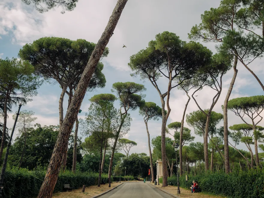 Tree-lined road with tall, umbrella-shaped trees, cloudy sky